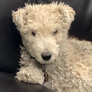 Meet your Posher, Frank